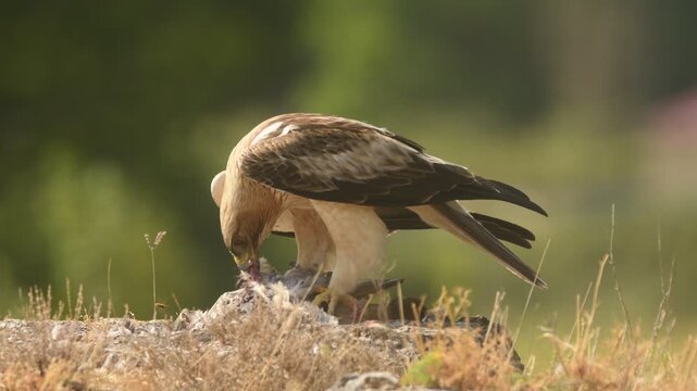 aguila calzada con presa
