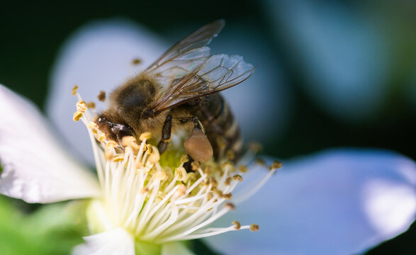 Honey Bee with Pollen Basket on White Flower Macro