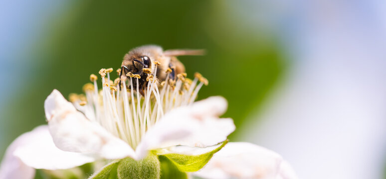 Frontal View Macro of Honey Bee Feeding on White Flower