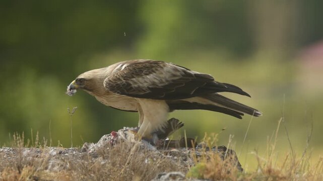 aguila calzada con presa