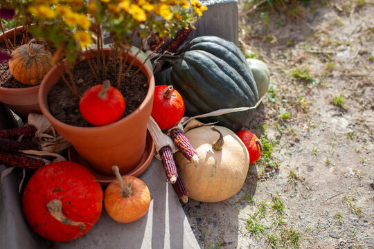 House exterior decorated for autumn with pumpkins terracotta pots with mums corn cobs. Porch ready for Thanksgiving. Fall display