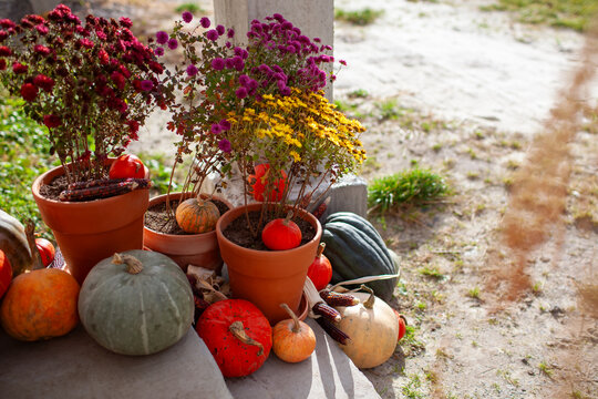 House exterior decorated for autumn with pumpkins terracotta pots with mums corn cobs. Porch ready for Thanksgiving. Fall display