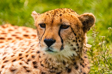 Acinonyx jubatus, cheetah, portrait on a sunny summer day © Martin Erdniss