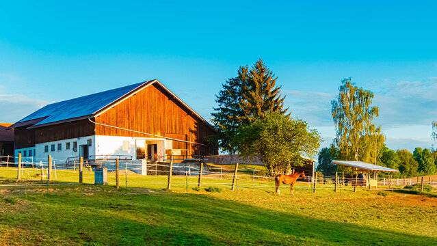 Equus caballus, horse, on a sunny summer day