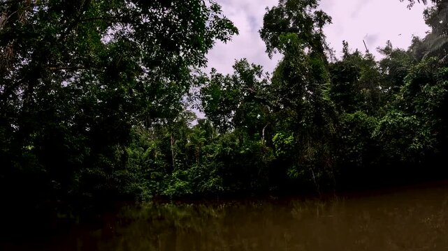 Wide Amazon Rainforest River in Ecuador with Brown Water, Dense Green Forest Banks, Cloudy Sky and Remote Tropical Wilderness Landscape