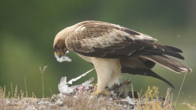 aguila calzada con presa