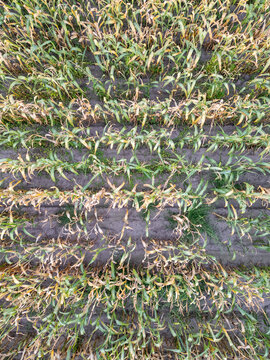 Aerial Drone View of Severely Damaged Corn Crops with Lodging and Storm Destruction in Rijkevorsel, Belgium
