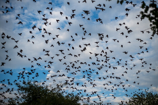 Majestic flock of birds dancing under the vast sky at twilight