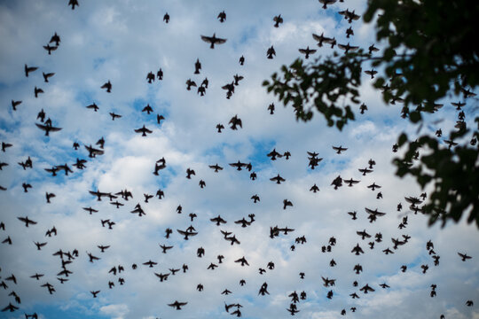 Flocks of birds dance in the sky, painting a beautiful natural tapestry