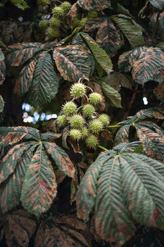 Green chestnut fruits nestled among textured leaves in a serene forest setting