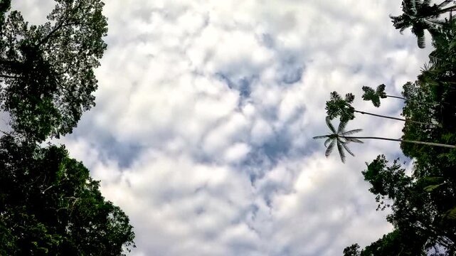Looking Up at Cloudy Sky Through Tropical Rainforest Canopy in Ecuador, Tall Trees, Palm Leaves, Weather Background and Amazon Jungle Nature Scene