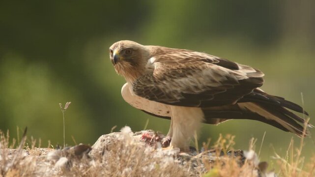 aguila calzada con presa