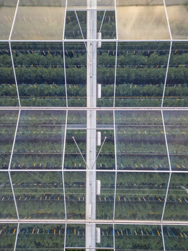 Aerial Top-Down View of Large Commercial Greenhouse Complex with Glass Roof Panels and Crop Rows, Rijkevorsel, Belgium