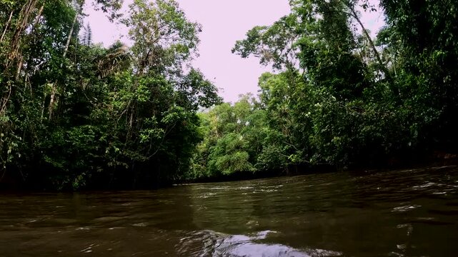 Low Boat View on Amazon Rainforest River in Ecuador with Brown Water, Dense Green Banks and Remote Tropical Jungle Travel Perspective