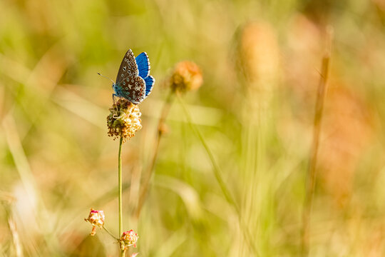 Polyommatus bellargus, adonis blue butterfly, on a sunny summer day