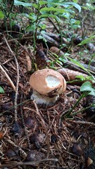 Steinpilz © Bernd Pucher