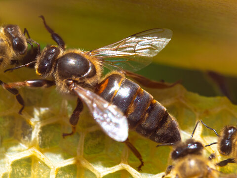 The queen bee is the mistress of the bee colony. The queen interacts with a worker bee.