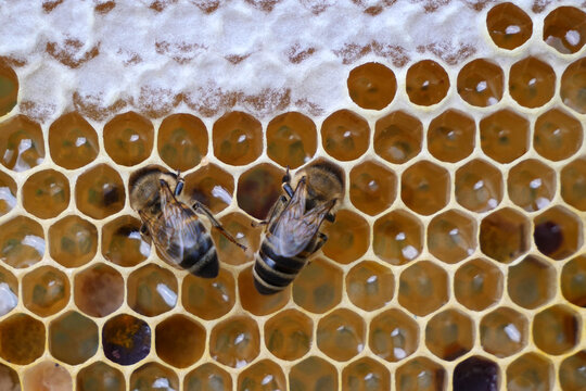 The honeycomb contains flower honey._