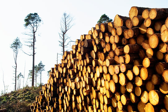 Softwood forestry conifer timber tree logging logs in Glen Carron, NE of Kyle of Lochalsh in the Scottish Highlands, Scotland