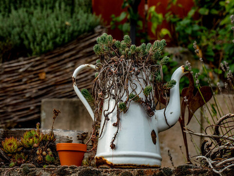 Gartendekoration mit Hauswurzen