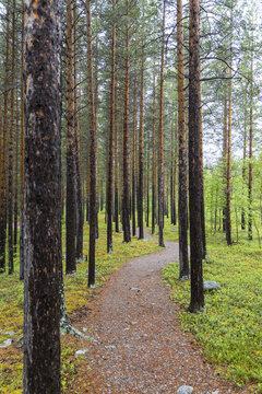 View of a winding gravel path through a dense pine forest with mossy ground and tall trees in Junkerdal, Nordland, Norway.
