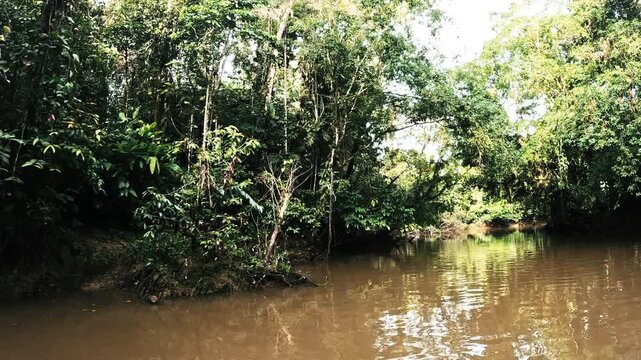 Calm Amazon Rainforest River in Ecuador with Dense Jungle Shoreline, Brown Water, Reflections and Remote Tropical Waterway Nature Scene