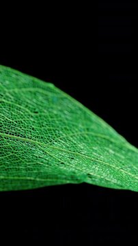 Green Skeleton Leaf Rotating on Black Background. Macro view of a delicate translucent leaf skeleton rotating smoothly against deep black.