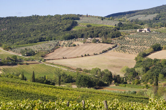 View of the rolling hills and vineyards surrounding San Gimignano, Tuscany, Italy.