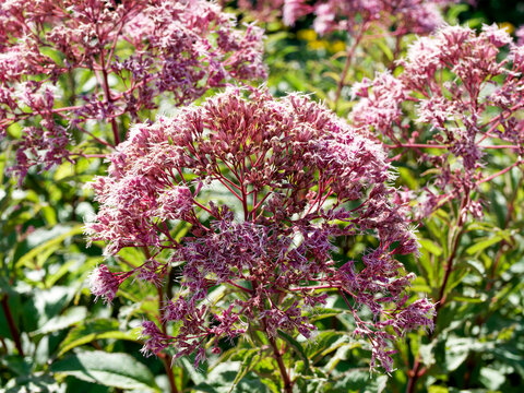 Eupatorium maculatum or Spotted Joe-Pye Weed, popular plant adorned with purple-pink feathery flowers atop erect purple-stained stems bearing dark green lance-shaped serrated foliage
