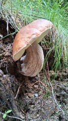 Steinpilz © Bernd Pucher