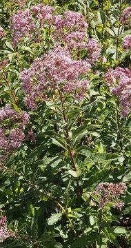 Eupatorium maculatum | Spotted Joe-Pye Weed. Upright purplish red stems, elegantly bearing clusters of purple-pink flower heads in corymbs, contrasting with dark-green lanceolate and serrate foliage 