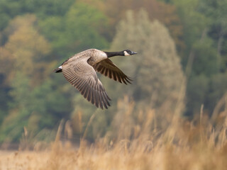 Canada goose (Branta canadensis) flying low over golden autumn grass, Bewl Water, UK. © Paul Bean