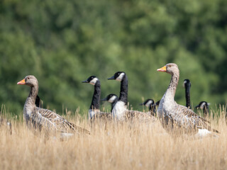 Greylag geese (Anser anser) and Canada geese (Branta canadensis) standing together in grassland, Bewl Water, UK. © Paul Bean