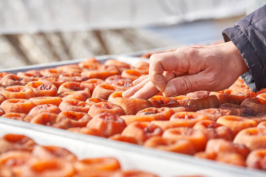 Traditional Korean handmade dried persimmons (Gotgam) naturally aging and fermenting under the sun and wind near Jirisan Mountain during late autumn