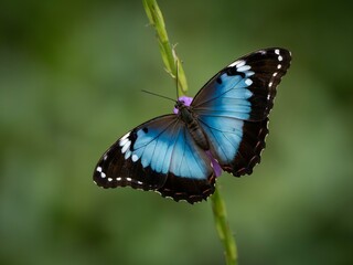 Naklejka premium Blue Morpho butterfly resting on a green plant stem in a natural garden setting