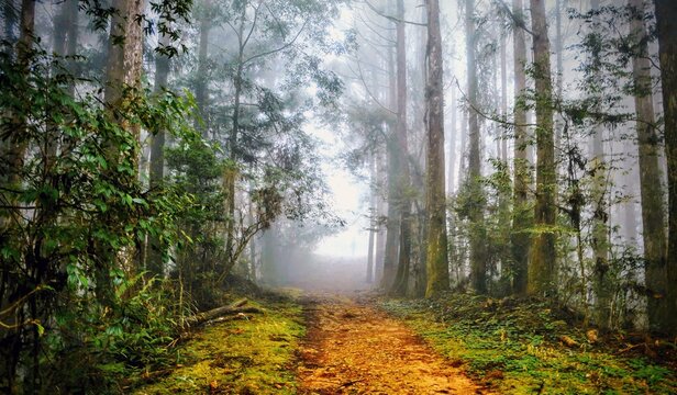 View of a misty forest path surrounded by tall trees and mossy ground in Changa Manga, Punjab, Pakistan.