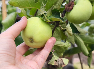 Hand holding a fresh green apple growing naturally on a fruit tree in a garden. © Victoria