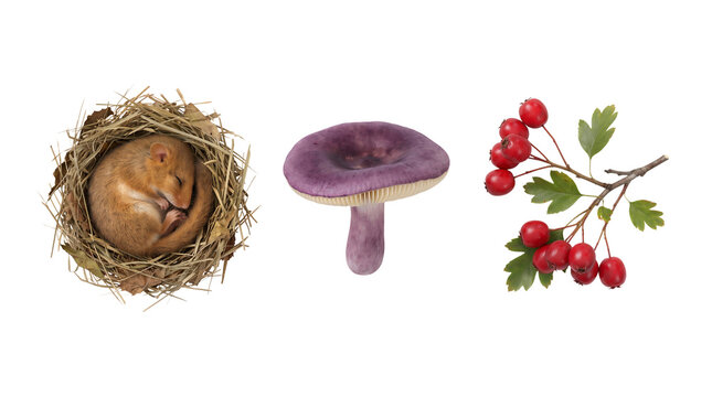 Autumn nature items set containing dormouse sleeping in a nest, purple mushroom, and red hawthorn berries isolated on transparent background