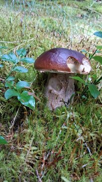 Steinpilz