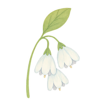 PNG Delicate floral watercolor illustration.