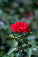 Obraz premium 縦構図の赤い薔薇