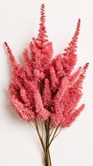 Fototapeta premium Dried pink astilbe plumes, flat pressed, isolated on white background