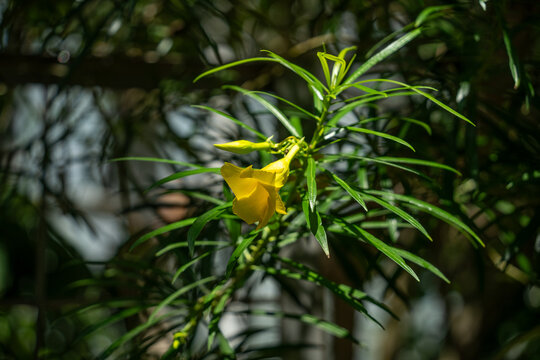 キバナキョウチクトウの花