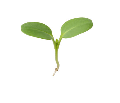 Young green seedling with two leaves and a root emerging from the stem