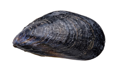 Single dark mussel shell with textured surface isolated on transparent background © maximon4ik