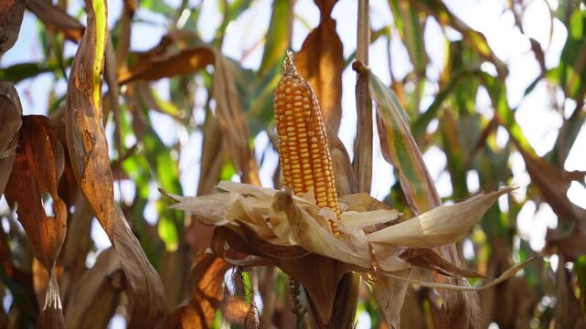 Close-Up of Corn Cob on Plant in Agricultural Field