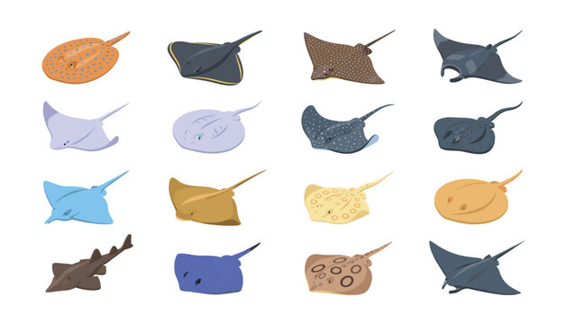 Vector Illustration Set of Different Stingray and Manta Ray Species Featuring Diverse Patterns and Shapes for Marine Biology, Ocean Education, Aquarium Branding, and Scientific Graphics
