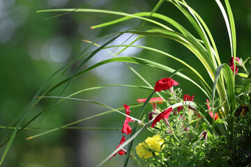 Fleurs de pétunia dans le jardin, sur fond d'herbe verte © Pascal Huot
