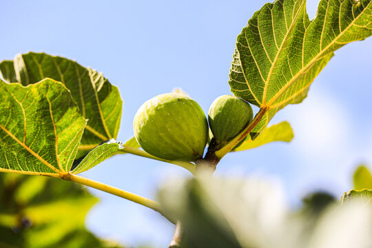 Green figs ripening on branch with lush leaves against clear sky, fresh Mediterranean fruit growing naturally in sunny garden orchard closeup