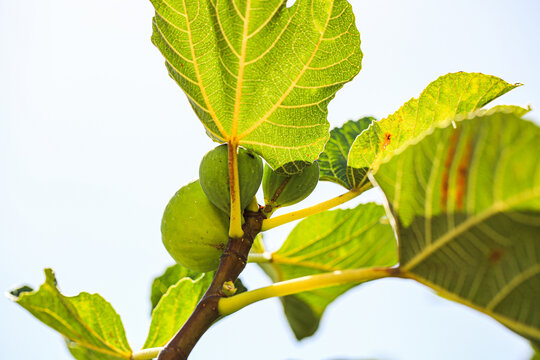 Cluster of green figs growing among vibrant leaves on tree branch, natural fruit ripening outdoors under sky in garden orchard closeup view